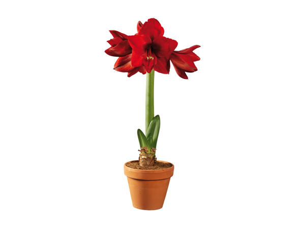 Amaryllis, 1 Stem