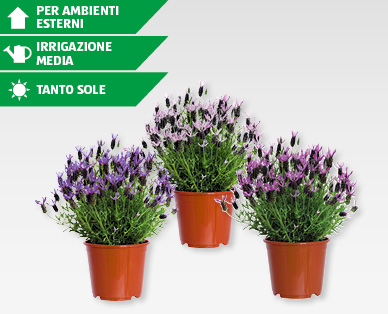 Lavanda selvatica (Lavandula stoechas) GARDENLINE(R)