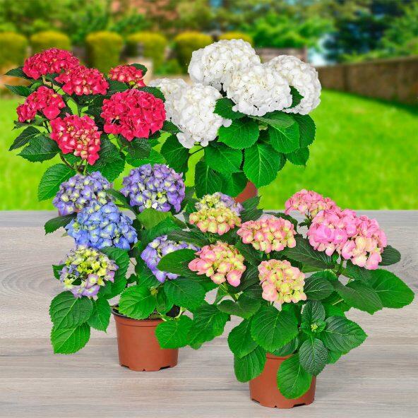 GARDENLINE 				Hortensja