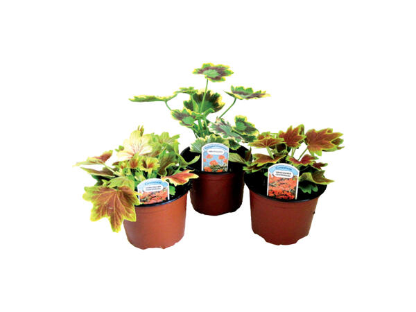 Variegated Geranium