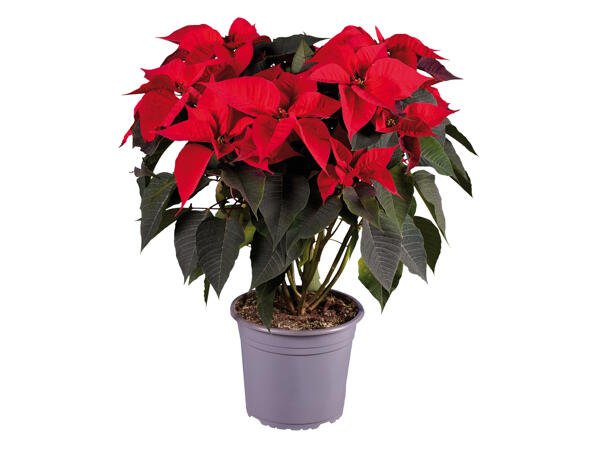 Large Poinsettia