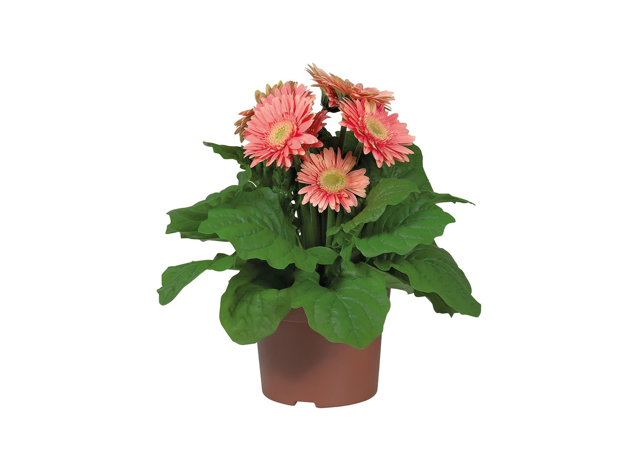 Potted Gerbera1