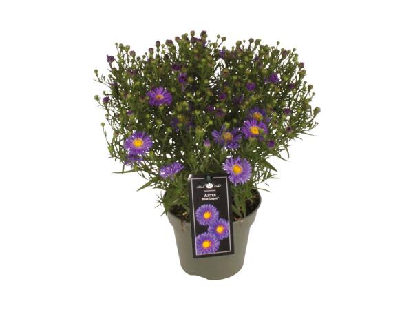 Aster "Blue Lapis"