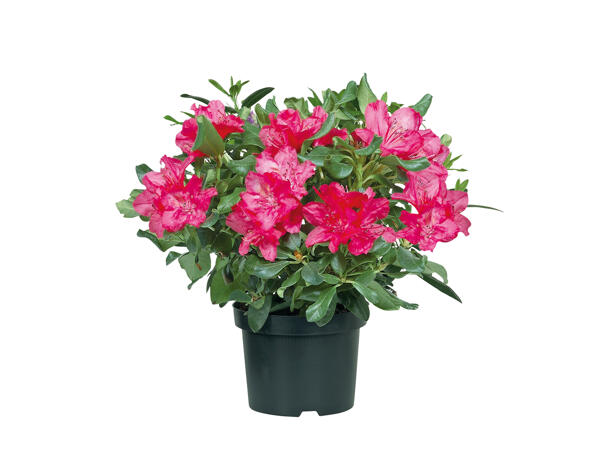 Rhododendron