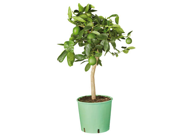 Small Citrus Plants