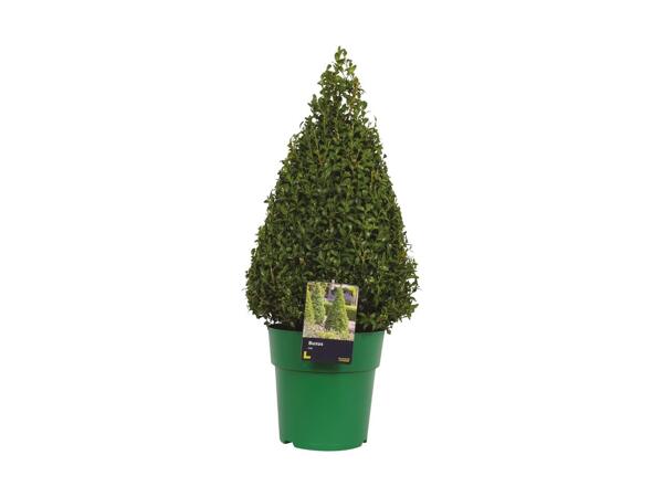 Extra Large Buxus Pyramid