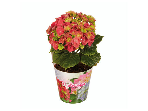 Mother's Day Mini Hydrangea