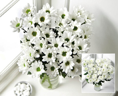 Long Stem Chrysanths