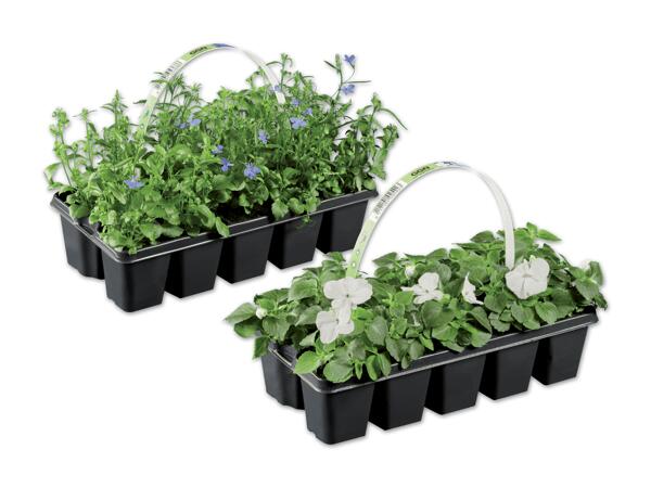 Beetpflanzen 10er Tray