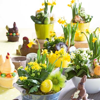 Narcissencompositie