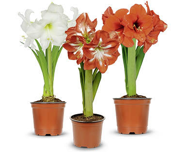 Amaryllis