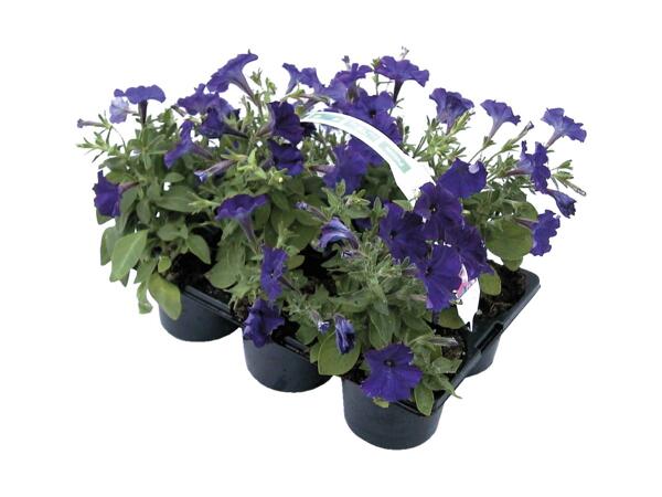 Bedplanter i 6‘er bakke