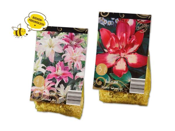 Lilien Zwiebeln Exklusiv