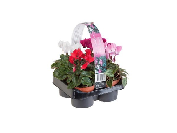 Cyclamen