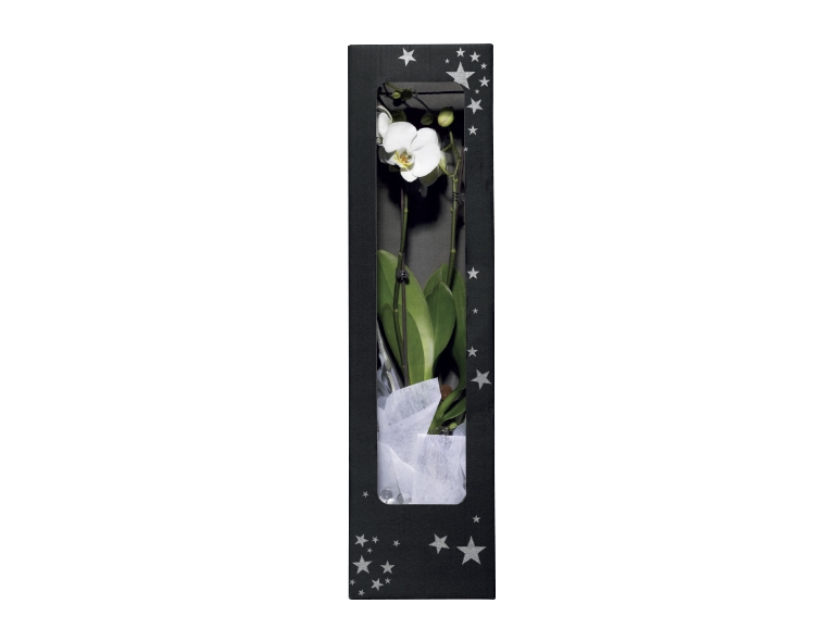 Large Twin Stem Orchid in Glass Vase
