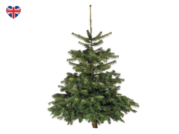British Fresh Cut Non-Drop Nordman Fir Christmas Tree