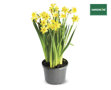 HYACINTHS OR DAFFODILS 140MM