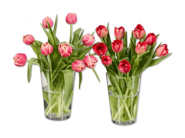 Tulpen gefüllt