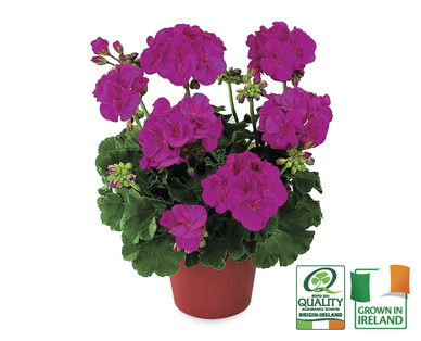 Irish Flowering Plants