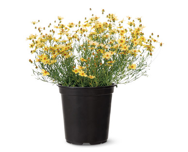 Spring Perennial Assortment