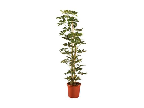 Large Houseplants