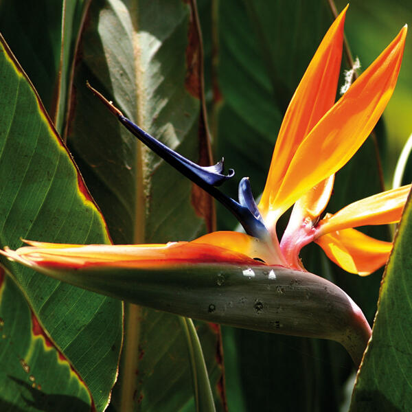 Strelitzia mit Phoenixblatt