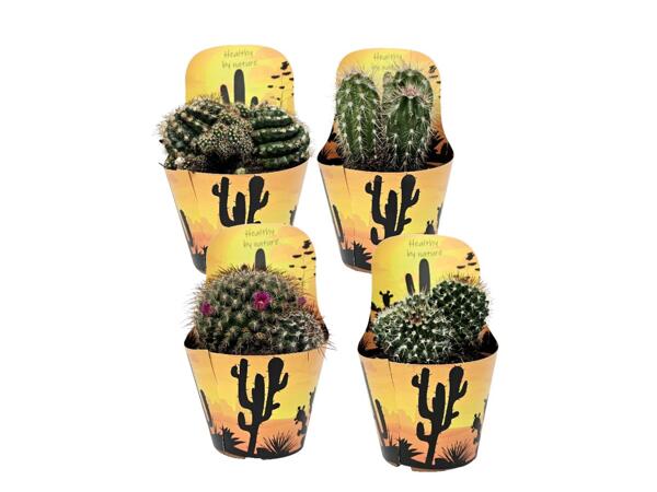 Cactus mix