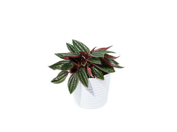 Mini-plantes grasses dans un pot en céramique