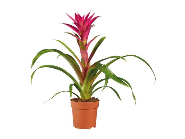 Bromelia