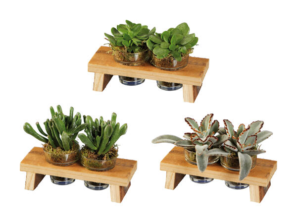 Piante succulente in vasetti di vetro con supporto in legno
