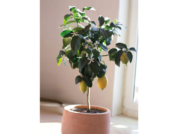 Opstammet citrusplante