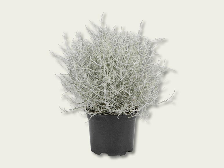 Plante fil de fer (dès 22.9.)