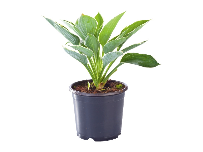 Hosta Mix