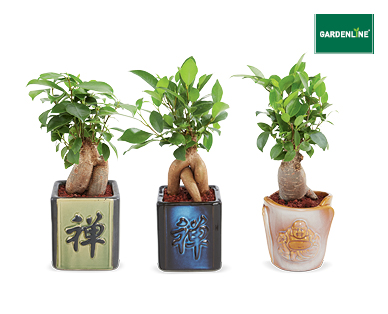 BONSAI