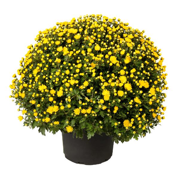Chrysantheme