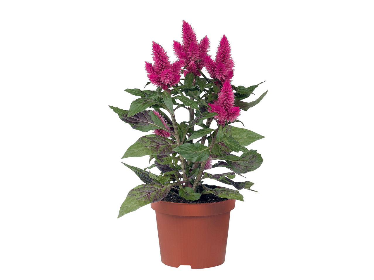 Celosia