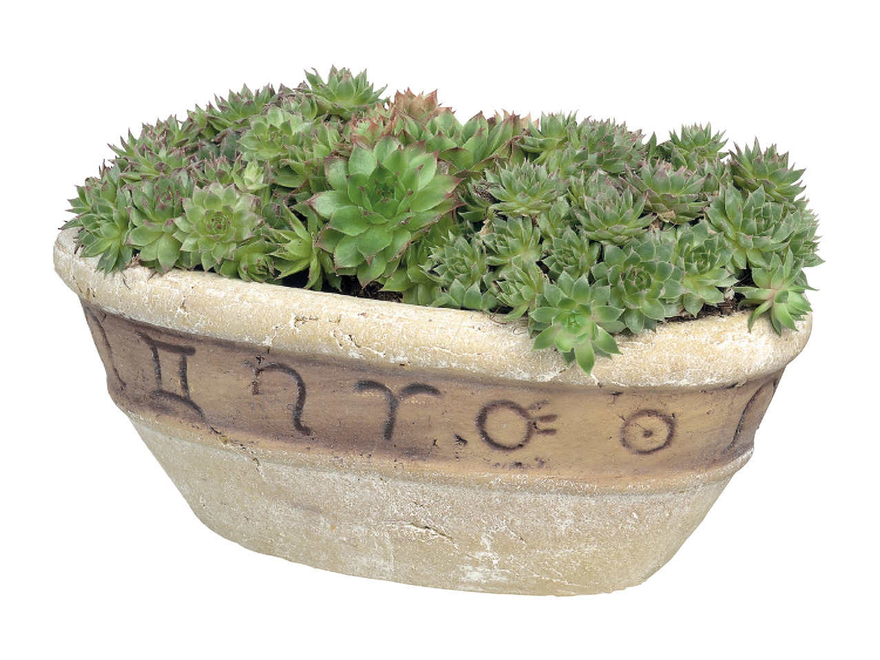 Succulents in Earthenware Pots1