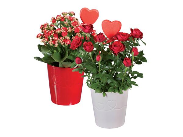 Roses or Kalanchoe