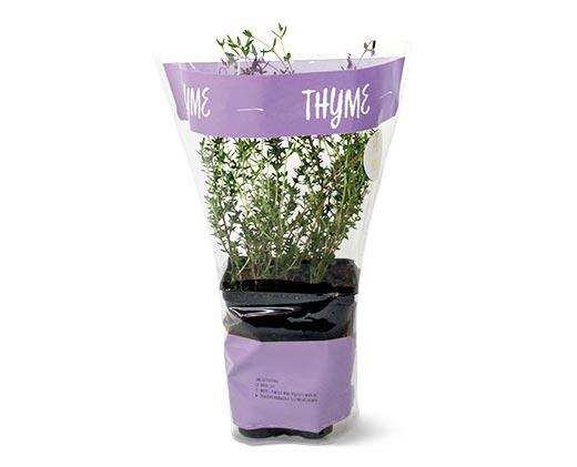 Potted Herbs Assortment