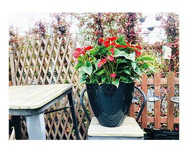 Belavi 
 16" Planter