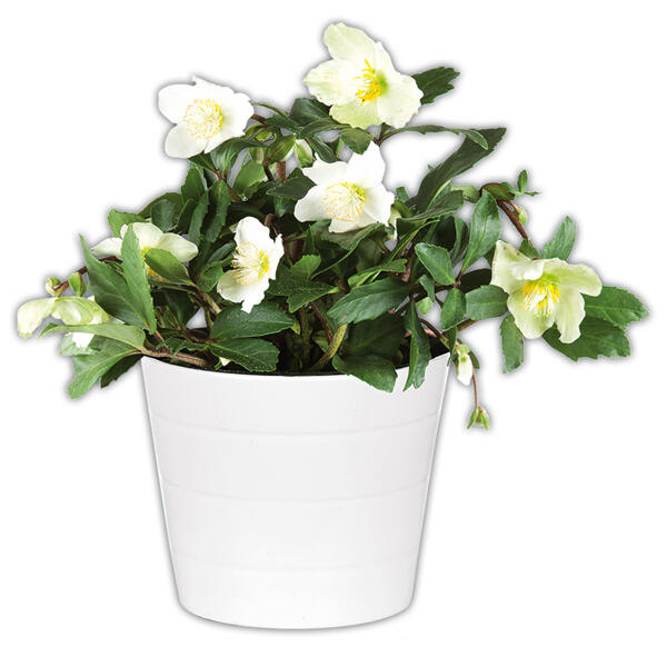 Schneerose