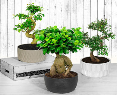 Bonsai