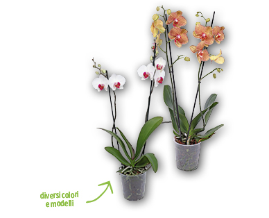 Orchidea