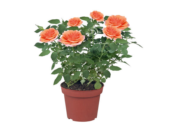 Roses