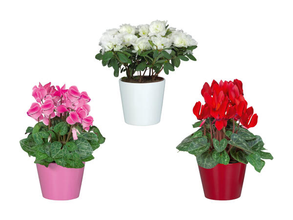 Cyclamen et azalée dans un pot en céramique