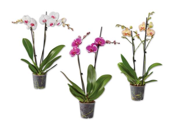 Schmetterlingsorchidee 2-Trieber