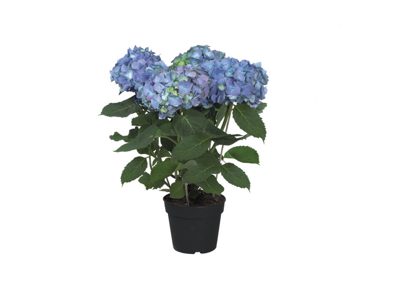 Hydrangea1
