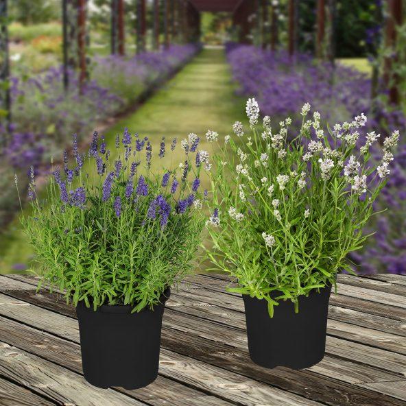 Lavendel