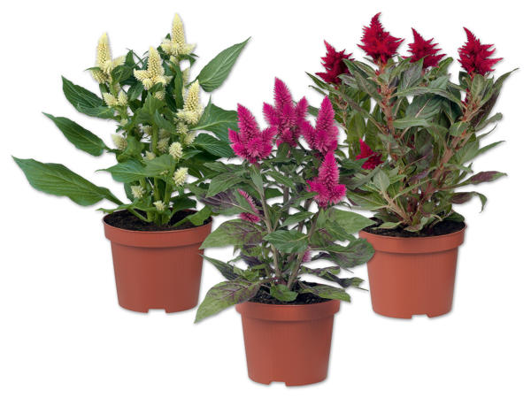 Celosia