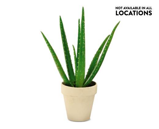 Aloe Vera Plant